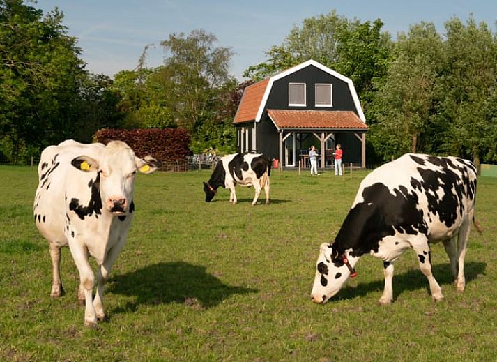 Geniessen Sie den laendlichen Charme im Ferienhaus in Schellinkhout, umgeben von grasenden Kuehen in der gruenen Landschaft der IJsselmeerkueste.