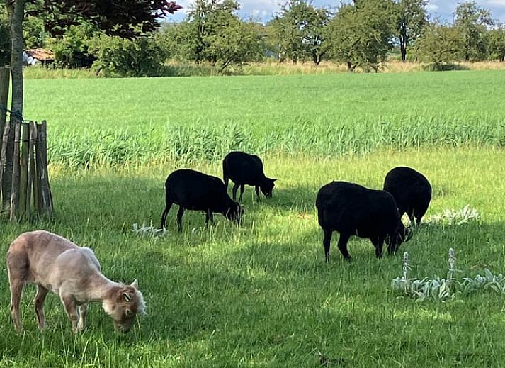 Geniessen Sie den laendlichen Charme im Ferienhaus in Schellinkhout, umgeben von grasenden Kuehen in der gruenen Landschaft der IJsselmeerkueste.