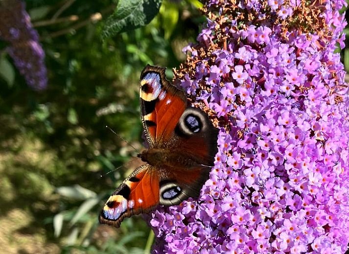 Entdecken Sie die ruhige Nachtatmosphaere im Ferienhaus in Schellinkhout, Nordholland, mit einem wunderschoen beleuchteten Himmel ueber dem Ferienhaus.