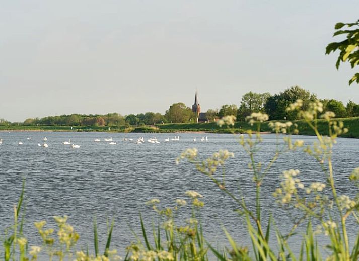 Entdecken Sie die rustikale Umgebung des Ferienhauses in Schellinkhout, wo Schafe friedlich in der weiten Landschaft Nordhollands grasen.