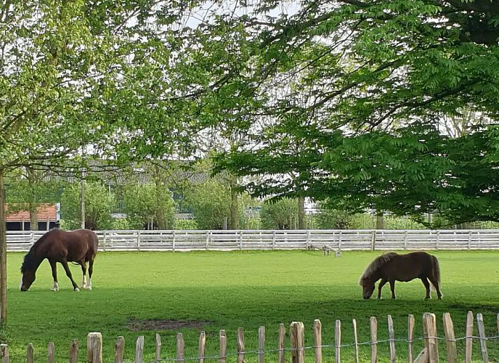 Guest house 462811 - Holiday property IJsselmeerkust - Guesthouse 10