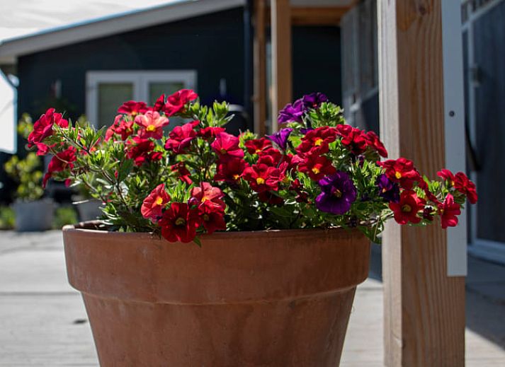 Charmant vakantiehuis Huisje in Wieringerwerf met zonnig terras in IJsselmeerkust, Noord-Holland.