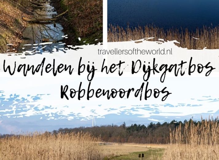 Bloeiende bloemen op het terras van Huisje in Wieringerwerf, vakantiehuis in IJsselmeerkust, Noord-Holland.