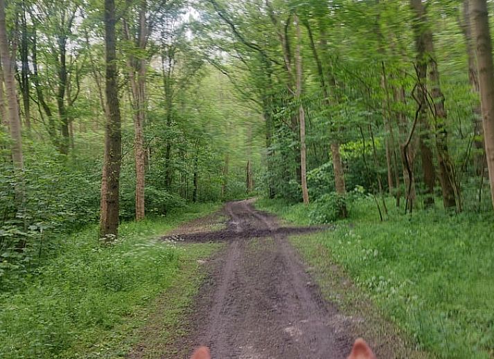Fietsen door de bossen rond Huisje in Wieringerwerf, ideaal voor natuurliefhebbers in IJsselmeerkust, Noord-Holland.