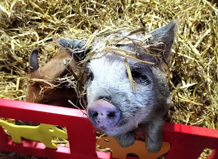 Ferienhaus in Kwadijk, ein charmantes Ferienhaus in der gruenen Umgebung der IJsselmeerkueste, Nordholland, mit traditioneller Architektur.
