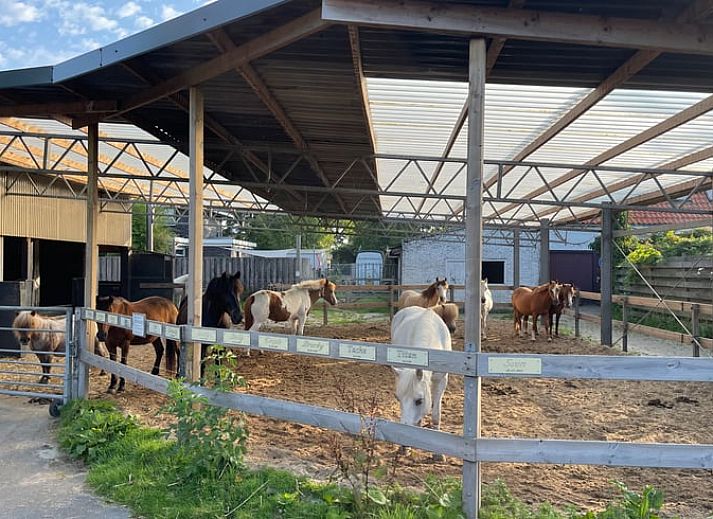 Ferienhaus in Kwadijk, ein charmantes Ferienhaus in der gruenen Umgebung der IJsselmeerkueste, Nordholland, mit traditioneller Architektur.