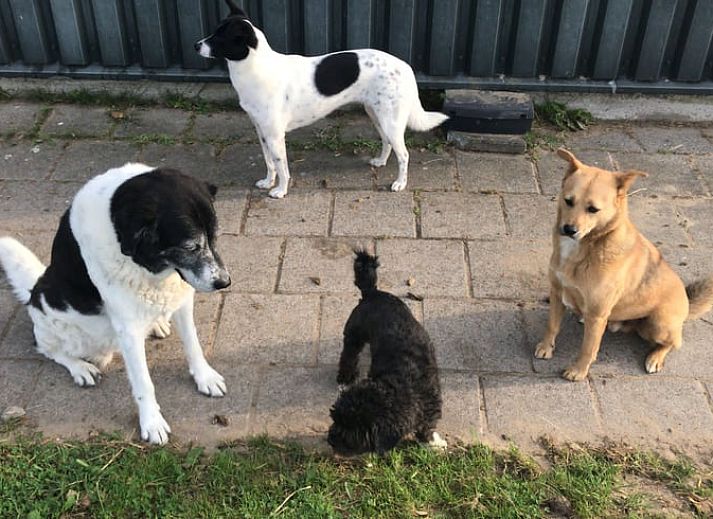 Huisje in Kwadijk, ein Ferienhaus in Nordholland, bietet eine schoene Terrasse mit Blick auf die laendliche Umgebung der IJsselmeerkueste.