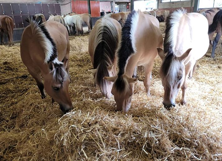 Gemuetlicher Bauernhof in Huisje in Kwadijk, Ferienhaus in Kwadijk, IJsselmeerkueste, Nordholland, ideal fuer ein laendliches Erlebnis.