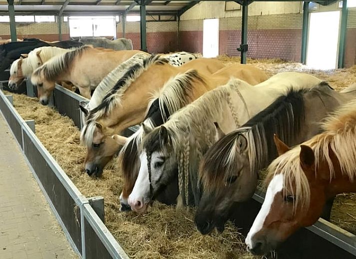 Ferienhaus in Kwadijk mit Pferdestall, gelegen in der laendlichen Umgebung der IJsselmeerkueste, Nordholland.