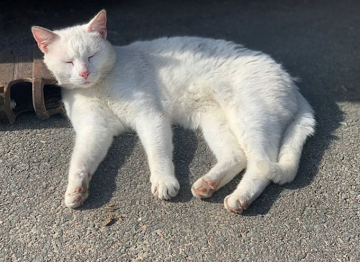 Stilvolles Wohnzimmer in Cottage in Kwadijk, Ferienhaus an der IJsselmeerkueste, Nordholland, mit moderner Einrichtung und natuerlichem Licht.