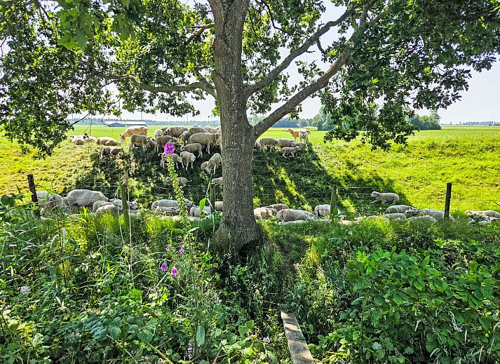 Unterkunft 470207 - Ferienhaus Waddenkust - Vakantiehuis Den Oever
