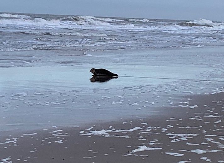 Guest house 480167 - Apartment Noordzeekust - De oude Paardenstal