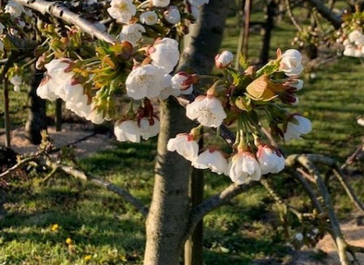 Guest house 480167 - Apartment Noordzeekust - De oude Paardenstal
