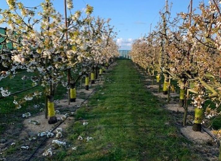 Guest house 480167 - Apartment Noordzeekust - De oude Paardenstal