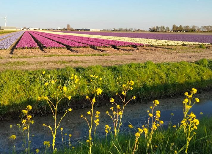 Guest house 480178 - Apartment Noord-Holland noord - 't Koedijker Nest