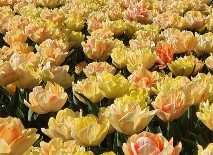 Guest house 480307 - Holiday property Noord-Holland noord - Vakantiehuis Oudesluis