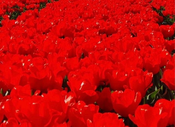 Guest house 480307 - Holiday property Noord-Holland noord - Vakantiehuis Oudesluis