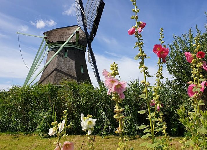 Keukenkast met glazen en servies in Huisje in Oudesluis, vakantiehuis in Noord-Holland, perfect voor een comfortabel verblijf.