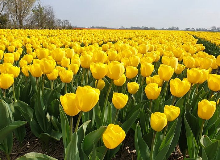 Fully equipped kitchen in Holiday home in Oudesluis, North Holland, ideal for culinary adventures.