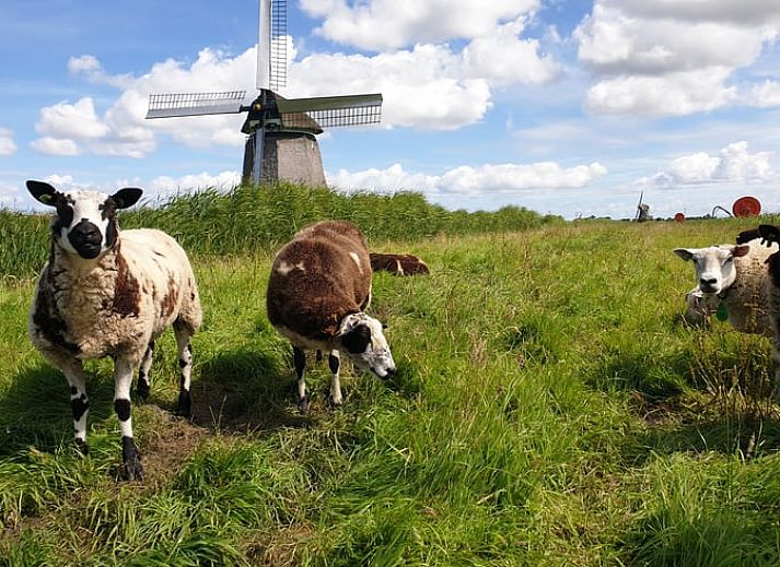 Stylish purple mugs in the kitchen of Holiday Home in Oudesluis, North Holland.