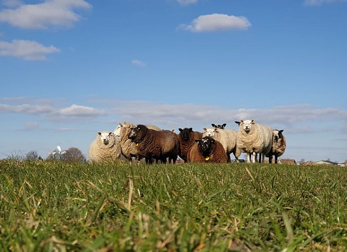 Guest house 480323 - Holiday property Noord-Holland noord - Vakantiehuisje in Oudesluis