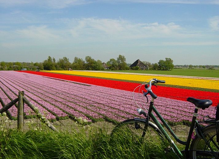 Verblijf 480601 - Vakantiewoning Noordzeekust - Hoenderhave