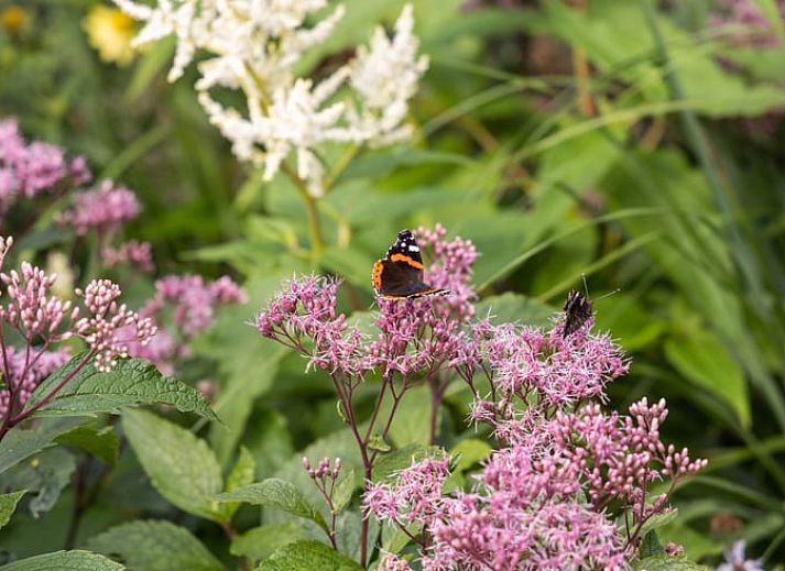 Guest house 480705 - Holiday property Noord-Holland noord - Vakantiehuisje in Barsingerhorn