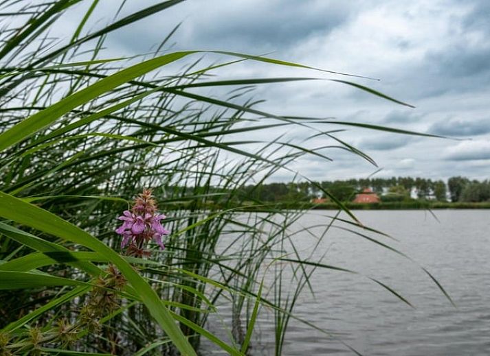 Verblijf 480805 - Vakantiewoning Noord-Holland noord - Vakantiehuis in Nieuwe Niedorp
