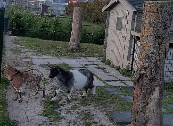 Verblijf 482013 - Vakantiewoning Noord-Holland noord - Vakantiehuis Gemütliches Ferienhaus