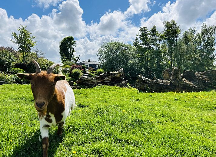 Unterkunft 482021 - Ferienhaus Noord-Holland noord - Vakantiehuis Bungalowpark de Horn - Floresta 214