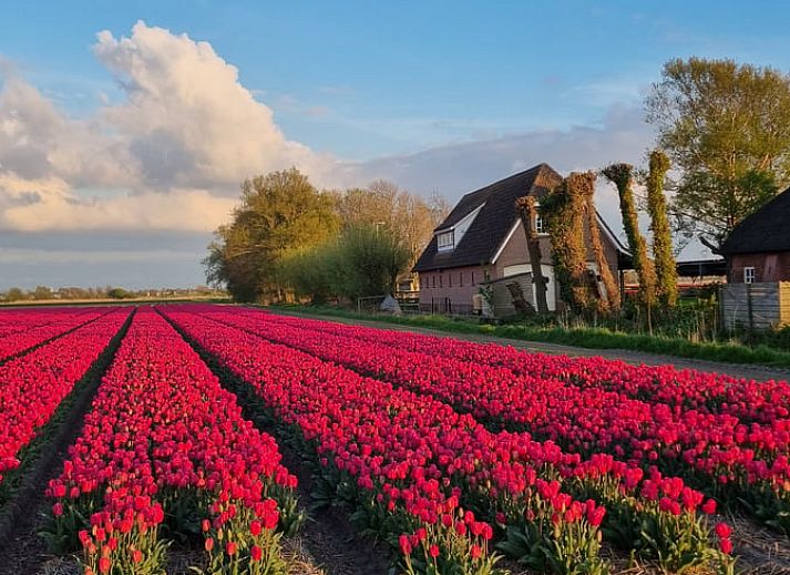 Verblijf 483004 • Vakantiewoning Noord-Holland noord • De Roos