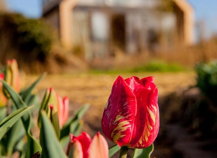 Guest house 483006 - Holiday property Noord-Holland noord - Vakantiehuisje in 't Zand