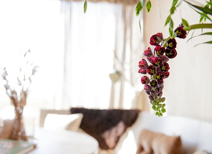 Guest house 483006 - Holiday property Noord-Holland noord - Vakantiehuisje in 't Zand