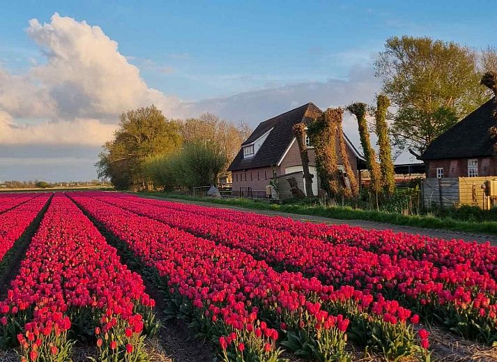 Verblijf 483009 • Vakantiewoning Noord-Holland noord • Hollands Molenhuis 6p