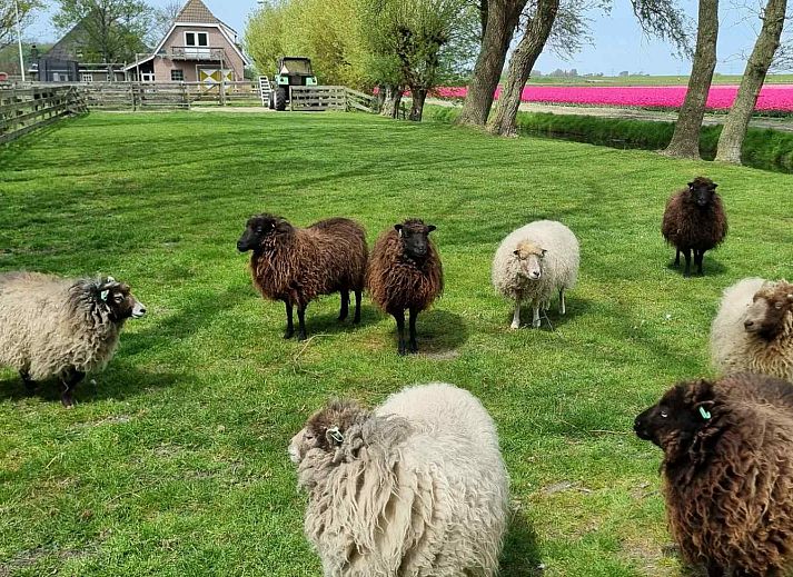 Comfortable bedroom in NH351 vacation home in 't Zand, North Holland with large window.
