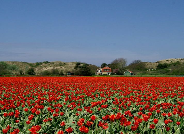 Guest house 4842100 - Holiday property Noord-Holland noord - Vakantiehuisje in Schoorl