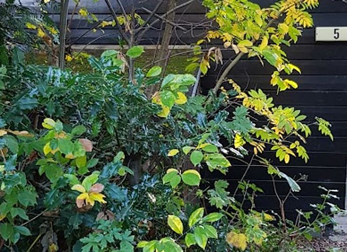 Guest house 4842100 - Holiday property Noord-Holland noord - Vakantiehuisje in Schoorl