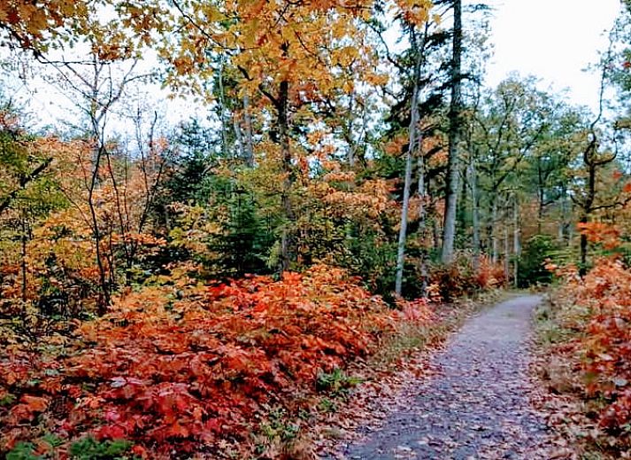 Guest house 4842100 - Holiday property Noord-Holland noord - Vakantiehuisje in Schoorl