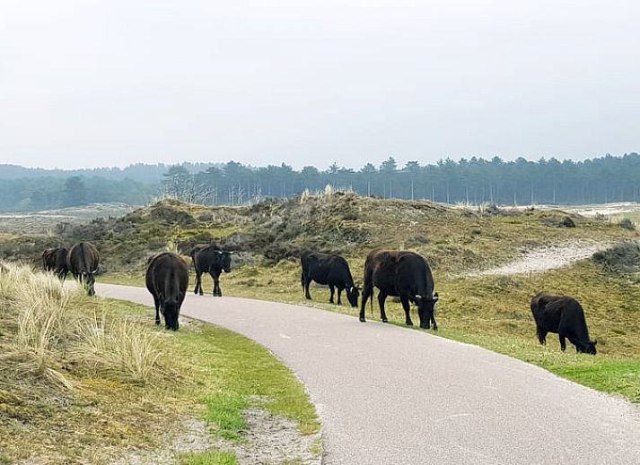 Guest house 4842100 - Holiday property Noord-Holland noord - Vakantiehuisje in Schoorl