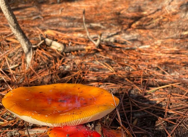 Gemuetlicher Innenbereich des Ferienhauses in Schoorl, Nordholland Nord, Nordholland, mit offenem Zugang zur Terrasse.