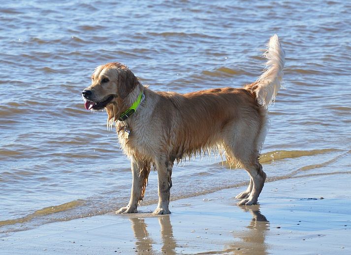 Guest house 484238 - Holiday property Noord-Holland noord - 6-persoons Duinlodge Huisdier toegestaan