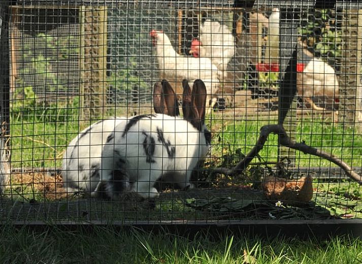 Cozy kitchen and dining area in a vacation home in Schoorl, North Holland, with rustic decor and natural light.
