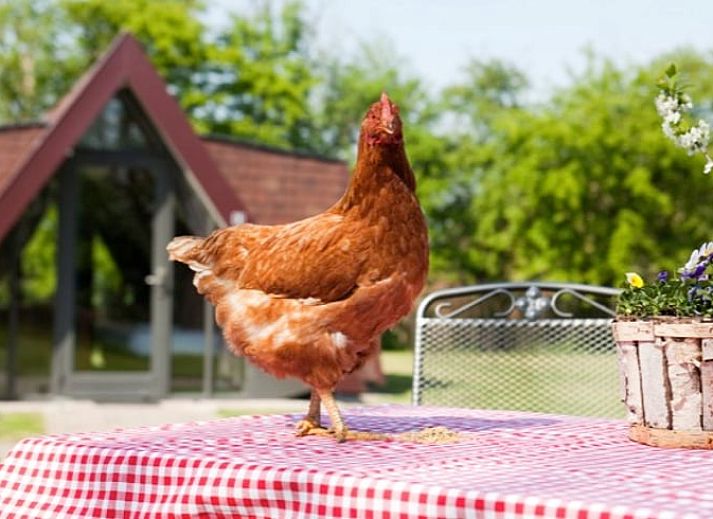 Ferienhaus in Aartswoud, Nordholland, umgeben von gruener Natur und blauem Himmel.