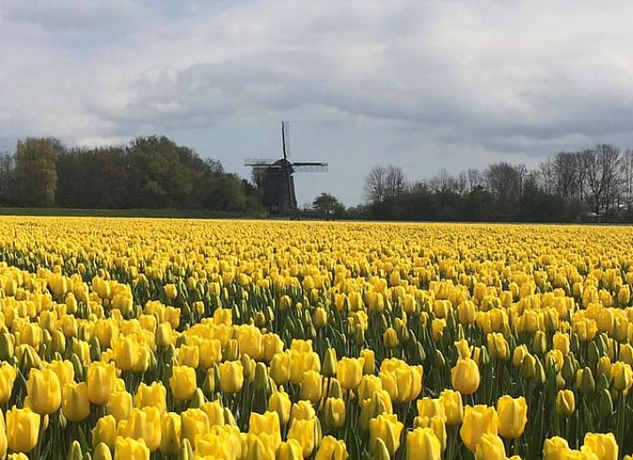 Ferienhaus in Aartswoud, Nordholland, umgeben von gruener Natur und blauem Himmel.