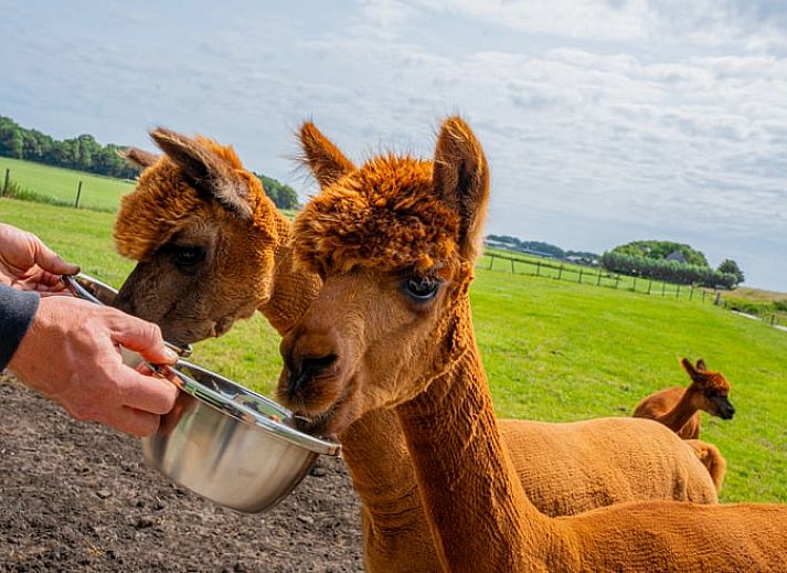 Ferienhaus in Ursem, ein charmantes Ferienhaus in Nordholland mit laendlicher Atmosphaere und hollaendischer Flagge.