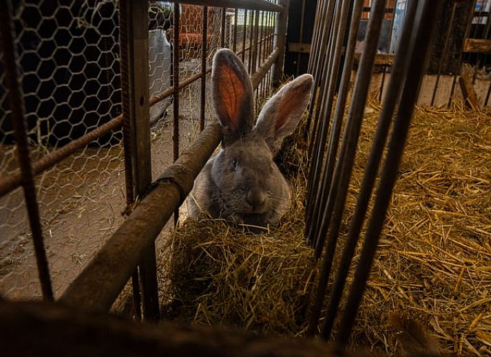 Gemuetliches Wohnzimmer von Huisje in Ursem, Ferienhaus in Nordholland, mit bequemen Sofas und Gartenblick.