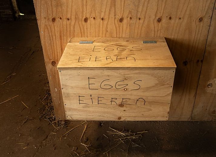 Alpakas werden in der gruenen Umgebung von Huisje in Ursem, einem Ferienhaus in Nordholland, gefuettert.