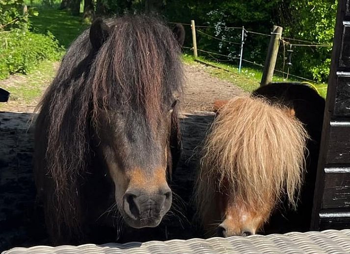 Unterkunft 490909 - Ferienhaus Noord-Holland midden - Huisje in Hensbroek