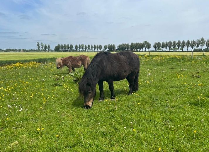 Unterkunft 490909 - Ferienhaus Noord-Holland midden - Huisje in Hensbroek
