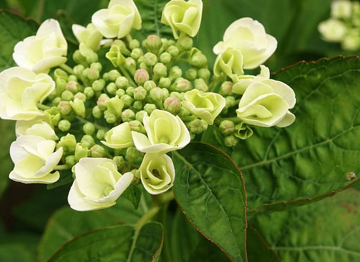 Unterkunft 490909 - Ferienhaus Noord-Holland midden - Huisje in Hensbroek